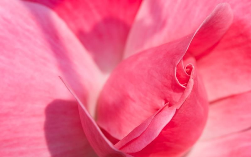 File:Pink Rose.jpg